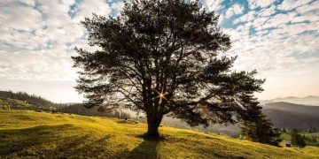 Natural Navigation: Mastering the Art of Wayfinding in the Wilderness