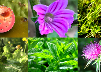 Identifying Edible Plants: A Comprehensive Guide for Wilderness Survival