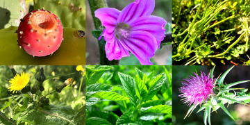 Identifying Edible Plants: A Comprehensive Guide for Wilderness Survival