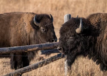 Wildlife Conflict: Bears, Wolves, and Big Cats in North America and Europe