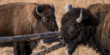 Wildlife Conflict: Bears, Wolves, and Big Cats in North America and Europe