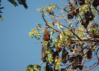 Human-Wildlife Conflict: Understanding, Management, and Mitigation