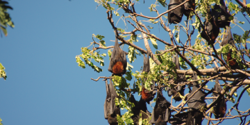 Human-Wildlife Conflict: Understanding, Management, and Mitigation