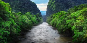 The Amazon Enigmatic Tropical Rainforest: A Vital Pulse of Earth’s Ecosystem