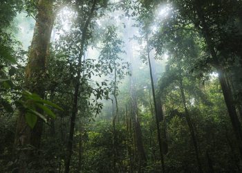The Congo Basin: A Natural Wonder of the African Rainforest