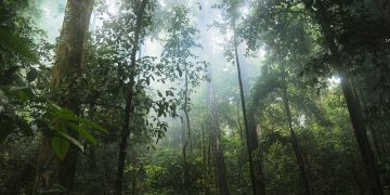 The Congo Basin: A Natural Wonder of the African Rainforest