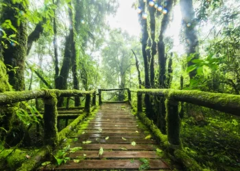 The Visual Content of Primitive Nature’s Beauty: Capturing the Unspoiled Wilderness