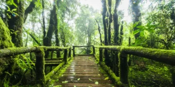 The Visual Content of Primitive Nature’s Beauty: Capturing the Unspoiled Wilderness