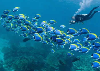 Freediving: A Sport of Beauty, Mental Challenge, and Risk