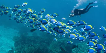 Freediving: A Sport of Beauty, Mental Challenge, and Risk