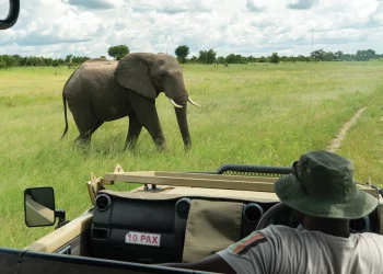 The African Wilderness Road: A Journey Through Untamed Landscapes