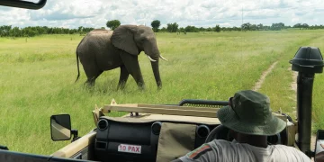 The African Wilderness Road: A Journey Through Untamed Landscapes