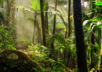 Jungle Hot-Humid Environment
