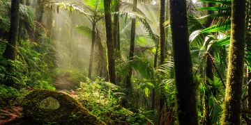 Jungle Hot-Humid Environment