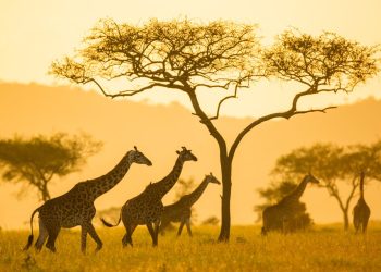 Eco-Friendly Wildlife Observation Travel: A Sustainable Approach to Exploring Nature