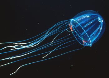 The Collective “Lighting Up” Phenomenon of Bioluminescent Deep-Sea Organisms