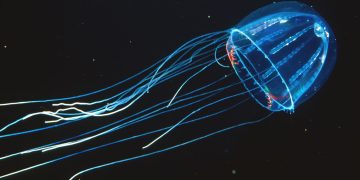 The Collective “Lighting Up” Phenomenon of Bioluminescent Deep-Sea Organisms