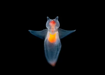 The Bizarre Morphology and Unknown Ecosystems of Abyssal Creatures