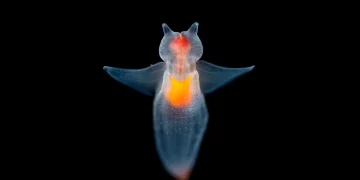 The Bizarre Morphology and Unknown Ecosystems of Abyssal Creatures