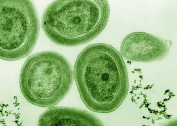 Photosynthetic Bacteria Inside Desert Rocks: Life at the Edge of Survival