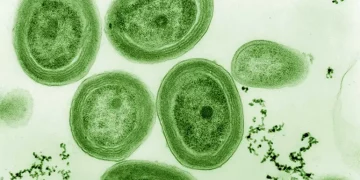 Photosynthetic Bacteria Inside Desert Rocks: Life at the Edge of Survival