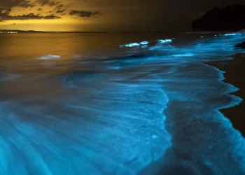 Oceanic Bioluminescence and the “Blue Tears” Phenomenon