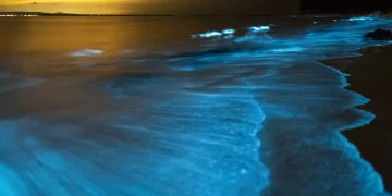 Oceanic Bioluminescence and the “Blue Tears” Phenomenon