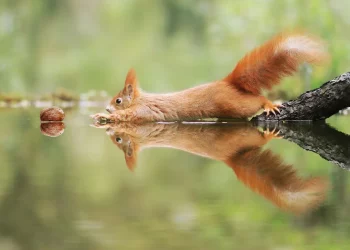 Wildlife Close-Up Photography: Capturing the Heart of Nature