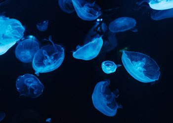 Life Forms of the Mariana Trench