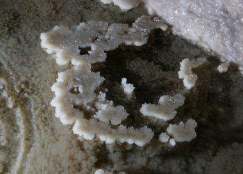 Subterranean Microbial Ecosystems: Life Beneath Earth’s Surface