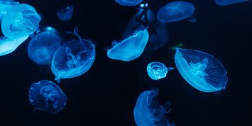 Life Forms of the Mariana Trench