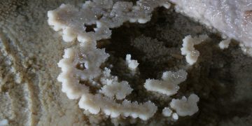 Subterranean Microbial Ecosystems: Life Beneath Earth’s Surface