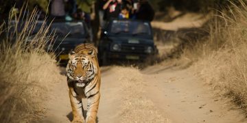 Does Wilderness Tourism Increase Pressure on Wildlife?