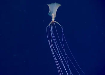 Breakthroughs in Giant Squid and Deep-Sea Food Chain Research