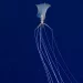 Breakthroughs in Giant Squid and Deep-Sea Food Chain Research